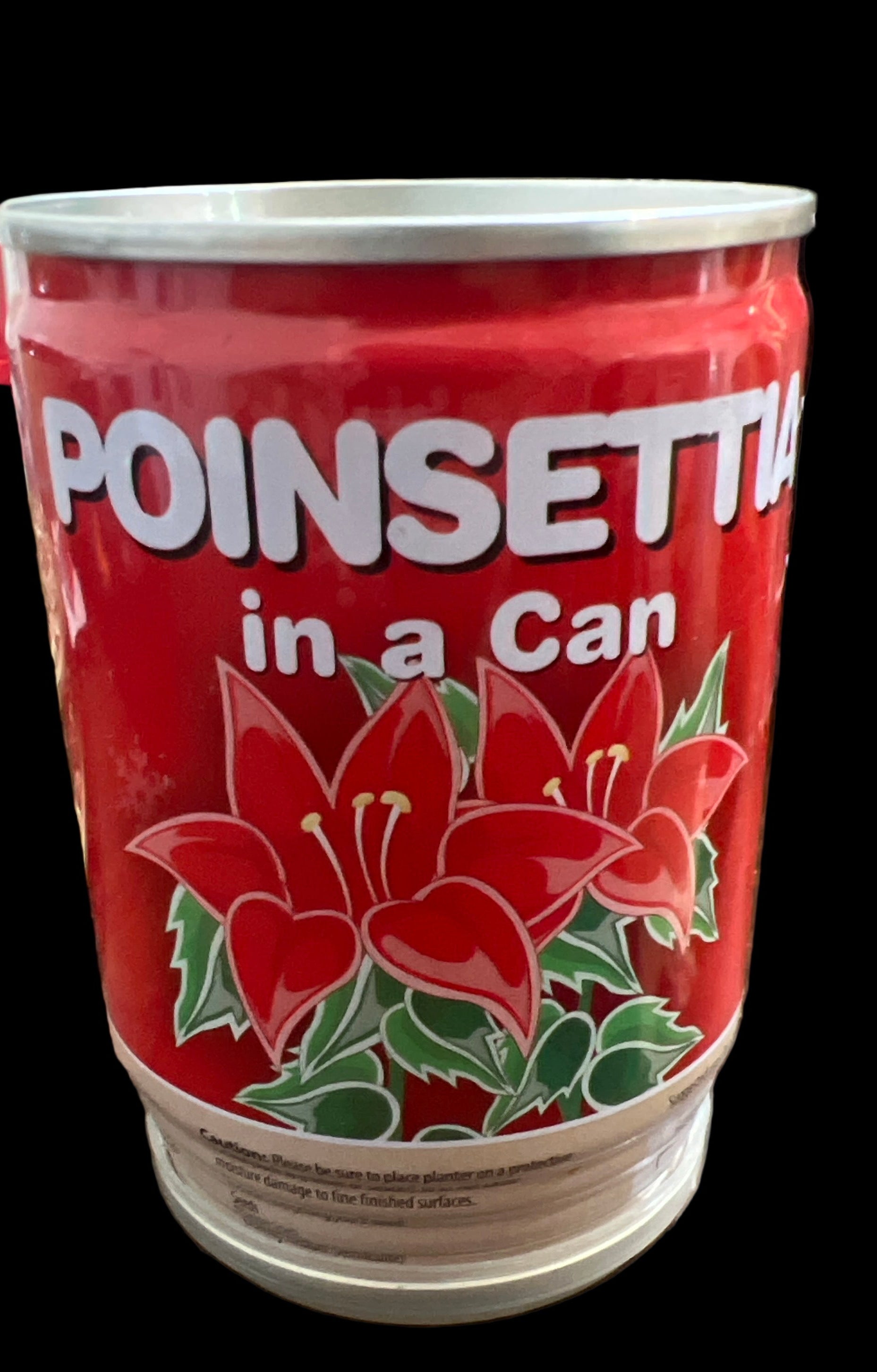 Poinsettia in a Can