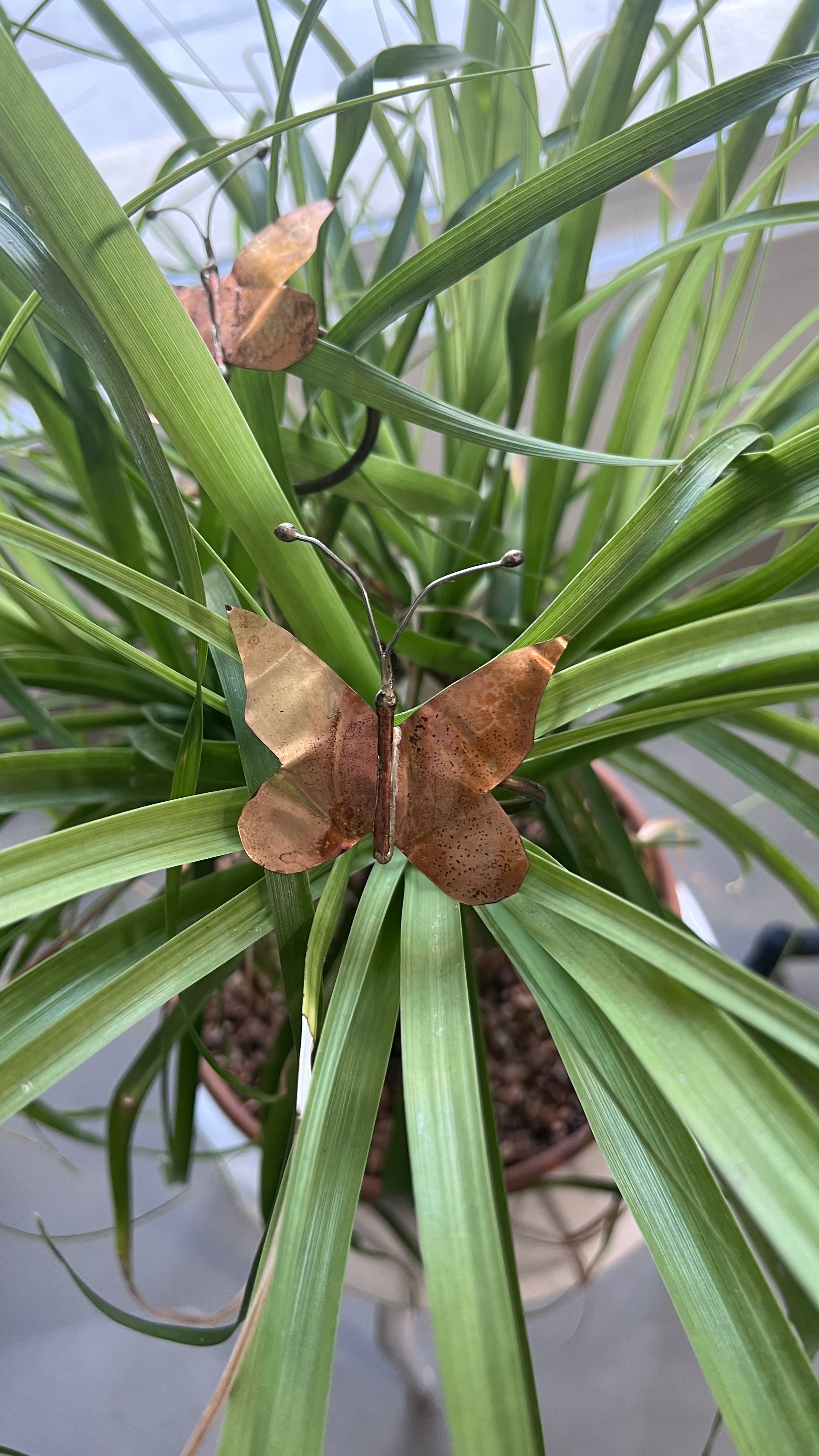 Brass Butterfly Napkin Rings
